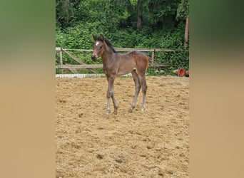 German Sport Horse, Mare, 2 years, Bay-Dark