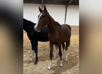 German Sport Horse, Mare, 2 years, Chestnut