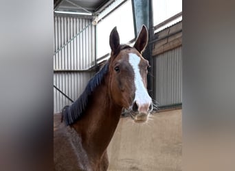 German Sport Horse, Mare, 2 years, Chestnut