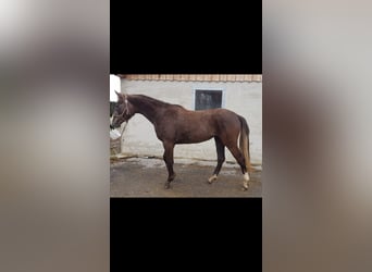 German Sport Horse, Mare, 2 years, Chestnut