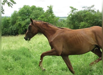German Sport Horse, Mare, 2 years