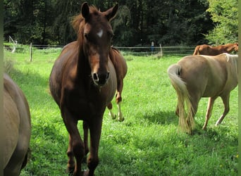 German Sport Horse, Mare, 2 years