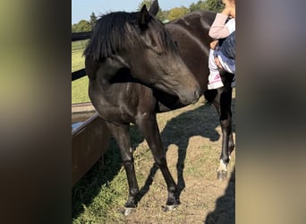 German Sport Horse, Mare, 3 years, 15.1 hh, Bay-Dark