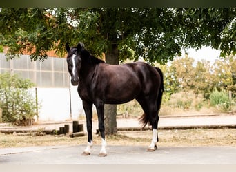 German Sport Horse, Mare, 3 years, 15.1 hh, Black