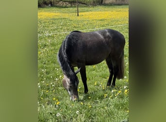 German Sport Horse, Mare, 3 years, 15.1 hh, Grey