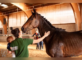 German Sport Horse, Mare, 3 years, 15.2 hh, Bay-Dark