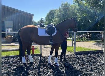 German Sport Horse, Mare, 3 years, 15.2 hh, Brown