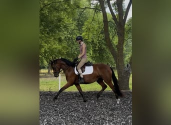 German Sport Horse, Mare, 3 years, 15.2 hh, Brown