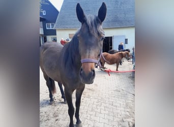 German Sport Horse, Mare, 3 years, 15.2 hh, Brown