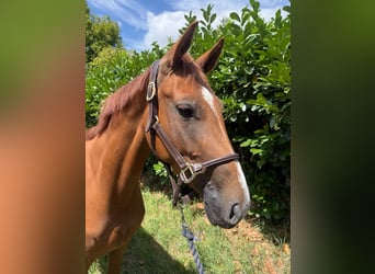 German Sport Horse, Mare, 3 years, 15.2 hh, Chestnut-Red