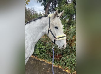 German Sport Horse, Mare, 3 years, 15.2 hh, Grey