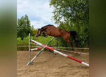 German Sport Horse, Mare, 3 years, 15.3 hh, Bay