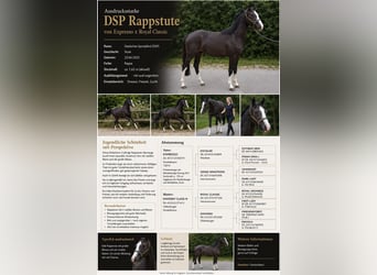 German Sport Horse, Mare, 3 years, 15.3 hh, Black