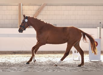 German Sport Horse, Mare, 3 years, 15.3 hh, Chestnut-Red