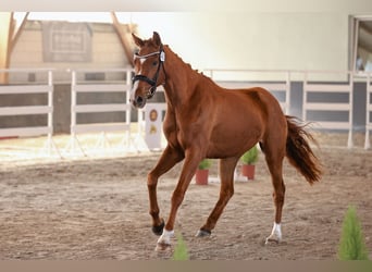 German Sport Horse, Mare, 3 years, 15.3 hh, Chestnut-Red