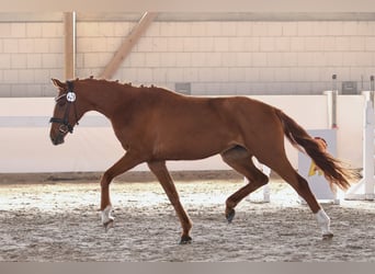 German Sport Horse, Mare, 3 years, 15.3 hh, Chestnut-Red