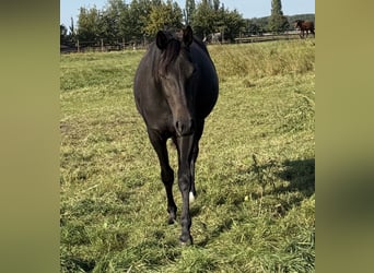 German Sport Horse, Mare, 3 years, 15,1 hh, Bay-Dark