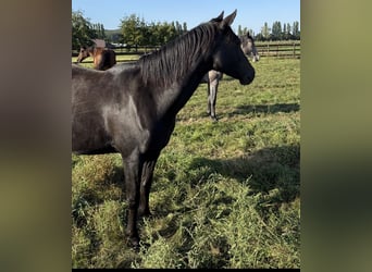 German Sport Horse, Mare, 3 years, 15,1 hh, Bay-Dark