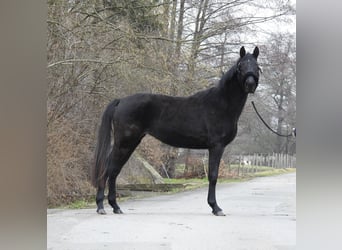 German Sport Horse, Mare, 3 years, 15,1 hh