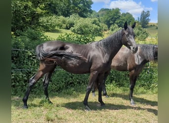German Sport Horse, Mare, 3 years, 15,2 hh, Black
