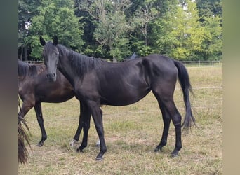 German Sport Horse, Mare, 3 years, 15,2 hh, Black
