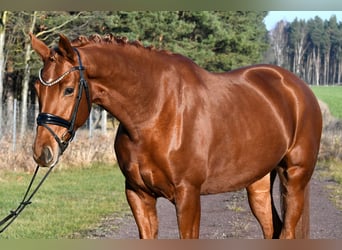 German Sport Horse, Mare, 3 years, 15,2 hh, Chestnut-Red