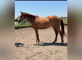 German Sport Horse, Mare, 3 years, 15,2 hh, Chestnut-Red