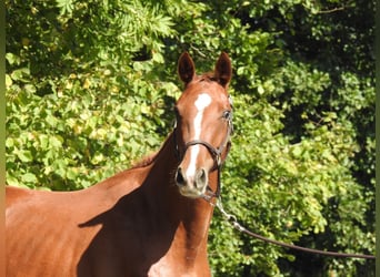 German Sport Horse, Mare, 3 years, 15,2 hh, Chestnut-Red