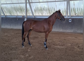 German Sport Horse, Mare, 3 years, 15,3 hh, Brown