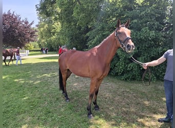 German Sport Horse, Mare, 3 years, 15,3 hh, Brown