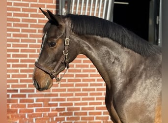 German Sport Horse, Mare, 3 years, 15,3 hh, Brown