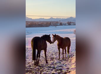 German Sport Horse, Mare, 3 years, 15,3 hh, Chestnut-Red