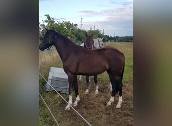 German Sport Horse, Mare, 3 years, 16.1 hh, Bay-Dark