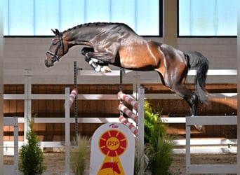 German Sport Horse, Mare, 3 years, 16.1 hh, Bay-Dark