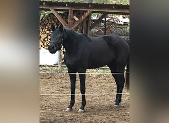 German Sport Horse, Mare, 3 years, 16.1 hh, Black