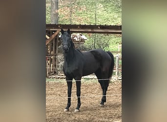 German Sport Horse, Mare, 3 years, 16.1 hh, Black