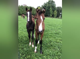 German Sport Horse, Mare, 3 years, 16,1 hh, Brown