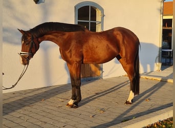 German Sport Horse, Mare, 3 years, 16.1 hh, Brown