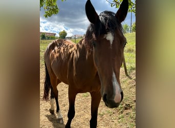 German Sport Horse, Mare, 3 years, 16.1 hh, Brown