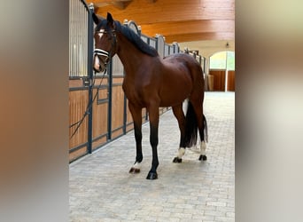 German Sport Horse, Mare, 3 years, 16.1 hh, Brown