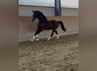 German Sport Horse, Mare, 3 years, 16.1 hh, Brown