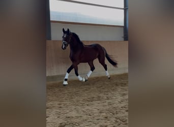 German Sport Horse, Mare, 3 years, 16.1 hh, Brown