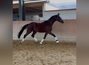 German Sport Horse, Mare, 3 years, 16.1 hh, Brown