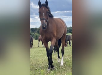 German Sport Horse, Mare, 3 years, 16,1 hh, Brown