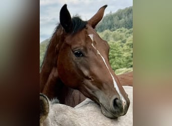 German Sport Horse, Mare, 3 years, 16,1 hh, Brown