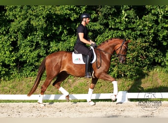 German Sport Horse, Mare, 3 years, 16.1 hh, Chestnut