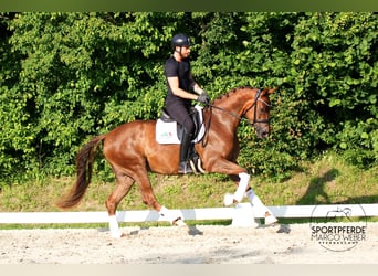 German Sport Horse, Mare, 3 years, 16.1 hh, Chestnut