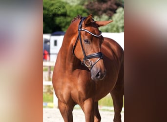 German Sport Horse, Mare, 3 years, 16.1 hh, Chestnut