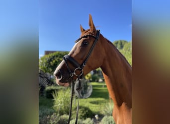 German Sport Horse, Mare, 3 years, 16.1 hh, Chestnut