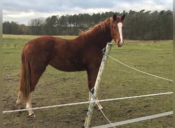 German Sport Horse, Mare, 3 years, 16.1 hh, Chestnut-Red
